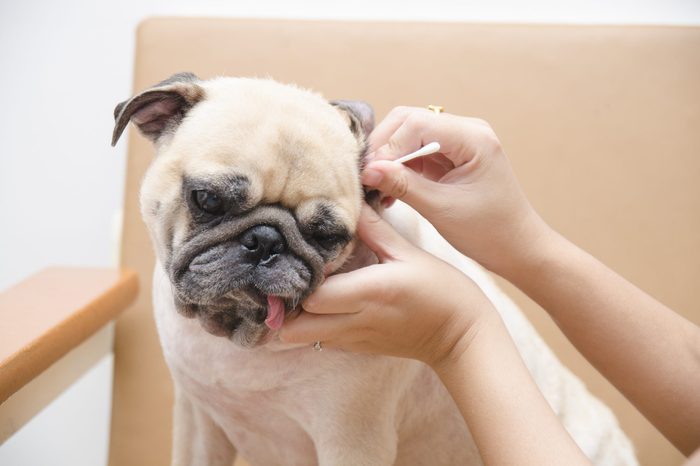 dog ear infection symptoms